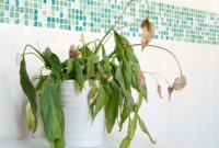 07021520231116-My-house-plants-are-dying My house plants are dying! What should I do? Ideas by Mr Right
