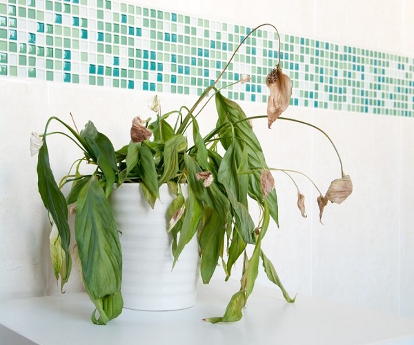 My house plants are dying! What should I do? Ideas by Mr Right