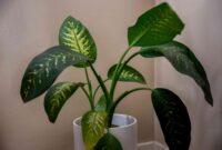 20240820240608-reasons-for-yellow-leaves-on-houseplants-4150680-8-a55f0da0baeb4c91807fe9935a78637d 6 Common Causes for Yellowing Leaves on Houseplants